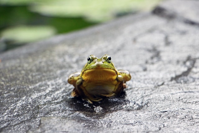 Eat the Frog prospecting past discouragement in difficult times